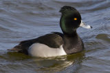 Tufted-Ring-necked Duck hybrid